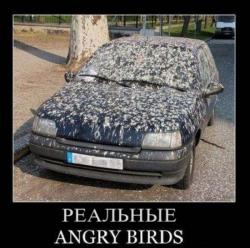 angrybirds.jpg