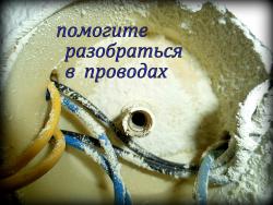 ХОСТА 053.JPG