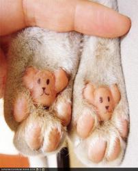 teddy-paws.jpg