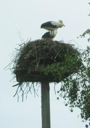 post-95456-0-07777500-1470390766_thumb.j