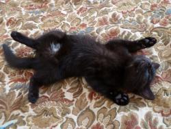 post-5375-058791500 1287687730_thumb.jpg