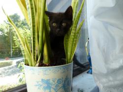 post-5375-058801200 1287687849_thumb.jpg