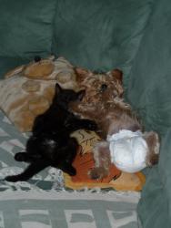 post-5375-093648300 1287687685_thumb.jpg