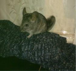 post-75222-008395100 1287238643_thumb.jp