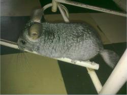 post-75222-035399800 1287238366_thumb.jp