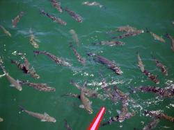 post-95456-000282400 1287933510_thumb.jp