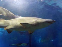 post-95456-043885000 1287933518_thumb.jp