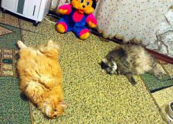 После ужина..jpg