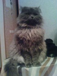 Котяра Лёки.JPG