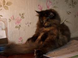 Это- Маркиза.JPG