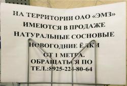 Натуральные сосновые ёлки.jpg