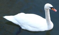 swan.jpg