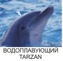 Dolfin.gif