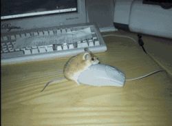 mouse.gif